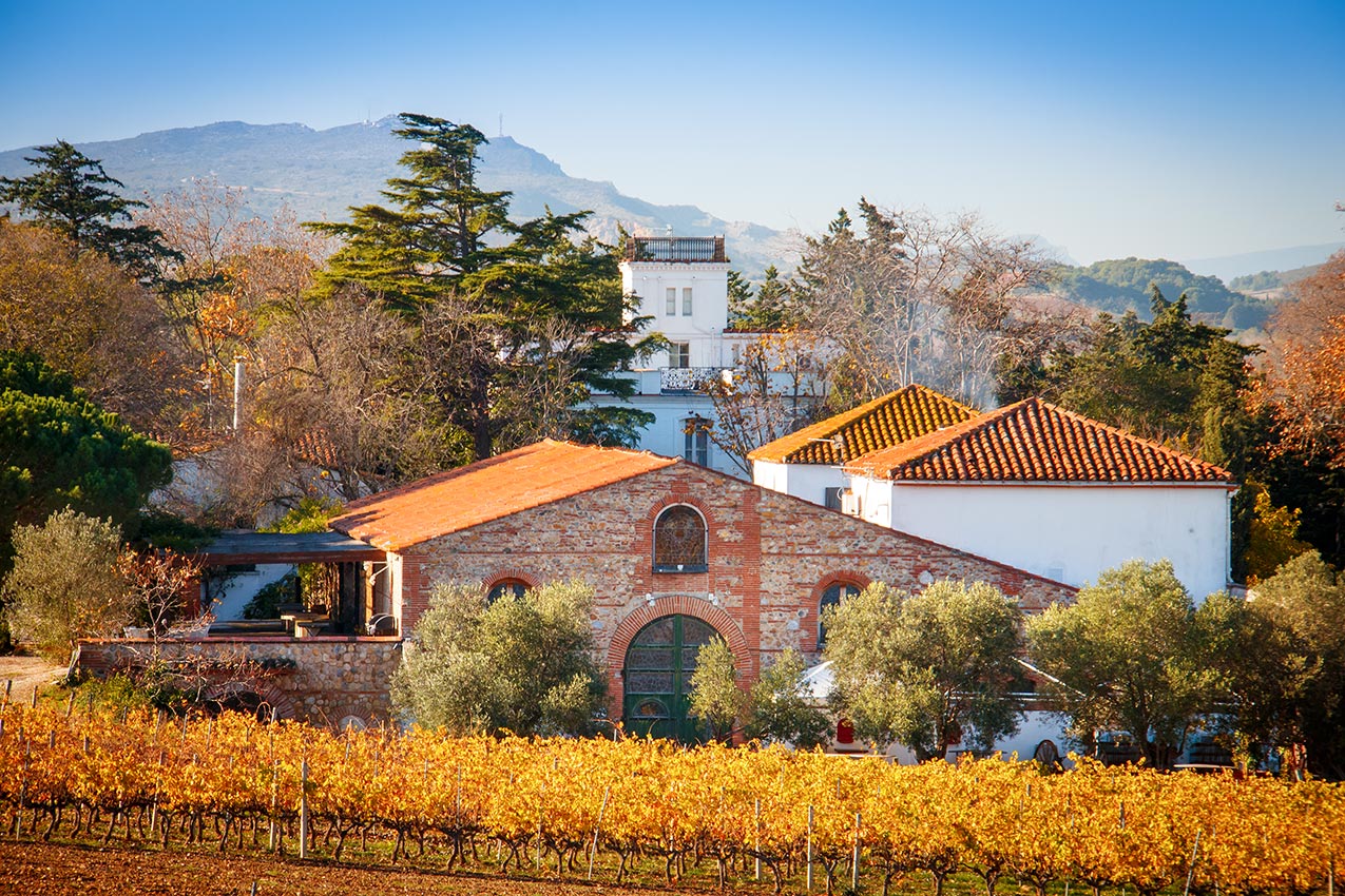 Vue de loin du domaine de Rombeau à Rivesaltes avec des vignes au premier plan et la montage au loin